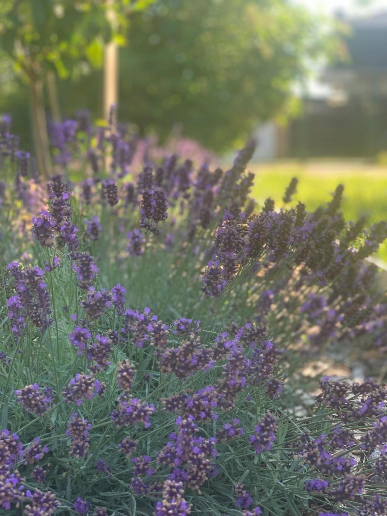 Levendulakert Siofok Apartmanhaz Bagian luar foto